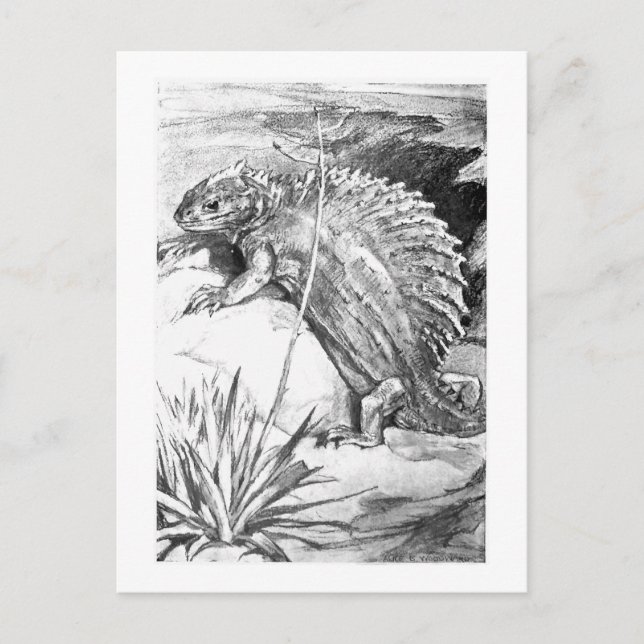 Alice B. Woodward: Edaphosaurus art postcard (Front)