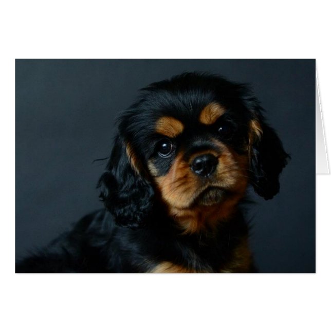 Alices desi.jpg (Front Horizontal)