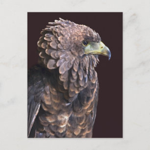 Alien Queen Postcard