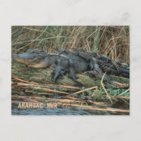 Aligator Mum