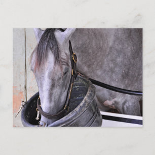 Aljalela - Todd Pletcher Roan Thoroughbred Postcard