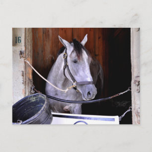 Aljalela - Todd Pletcher Roan Thoroughbred Postcard