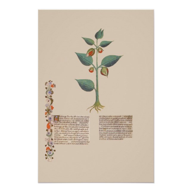 Alkekengi Bladder Cherry Mediaeval Plant Manuscrip Poster (Front)