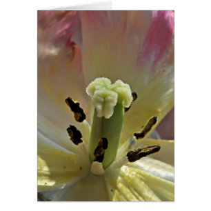 All About Pollen