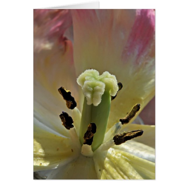 All About Pollen (Front)