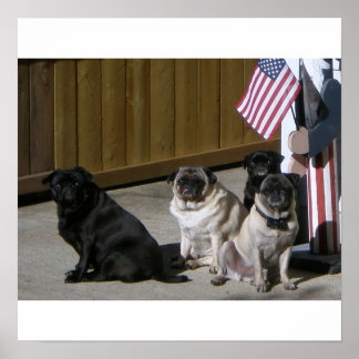 All American Pugs Poster