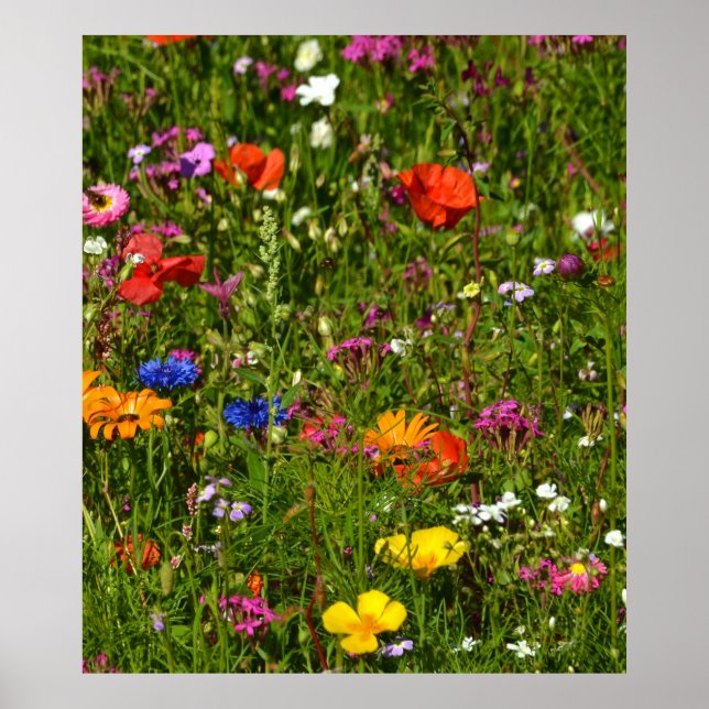 all kind of beautiful flowers poster (Front)