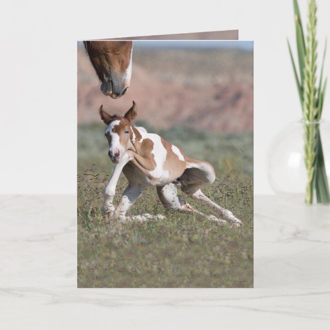 All Legs Wild Horse Greeting Card (Front)