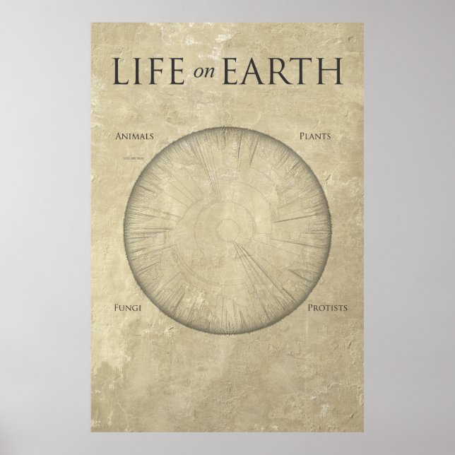 All Life on Earth, mapped out on one giant poster (Front)