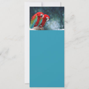 All Occasion Colourful Parrots