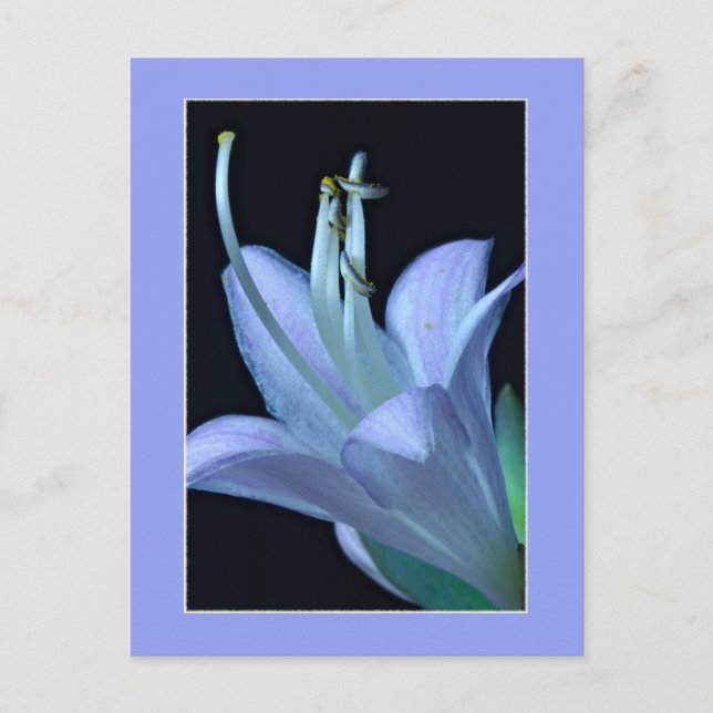 All-Occasion Elegant and Chic Macro Hosta Flower Postcard (Front)