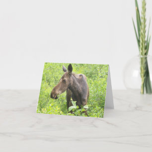 All occasion  Moose Card
