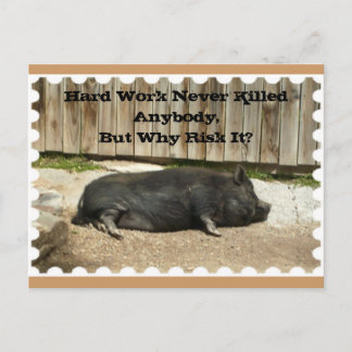 All Occasion Postcard with Pot Bellied Pig