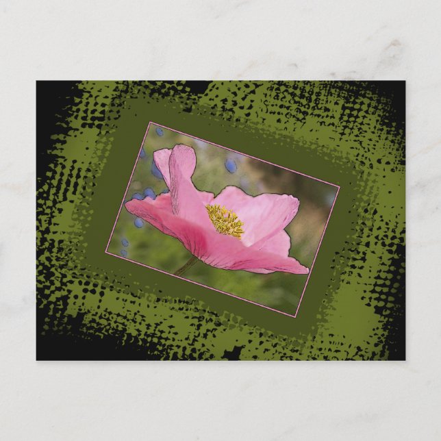 All Occasion Pretty Pink Poppy Photograph Postcard (Front)