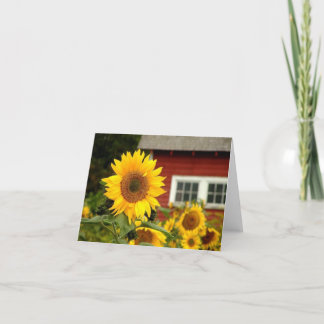 all occasion/sunflower card