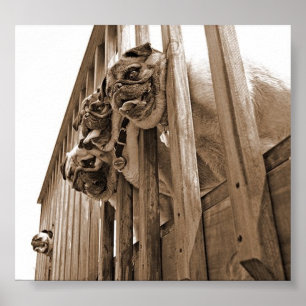 ALL PUGS ON DECK canvas Poster