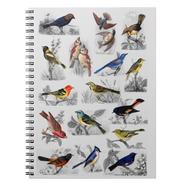 All Sorts of Birds Spiral Notebook (Front)