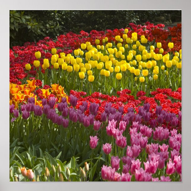 All the colours of the rainbow poster (Front)