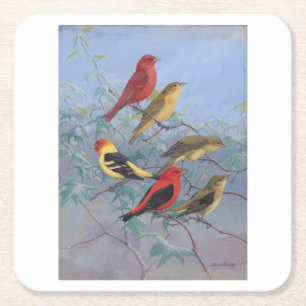 Allan Brooks Birds no3 Square Paper Coaster