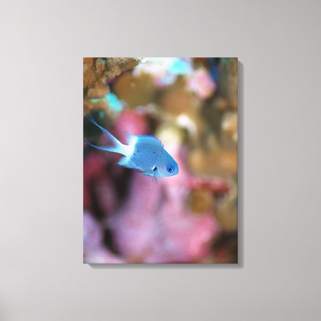 Allen's chromis canvas print (Front)