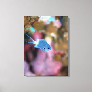 Allen's chromis canvas print