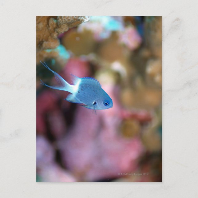 Allen's chromis postcard (Front)