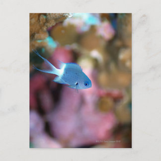 Allen's chromis postcard
