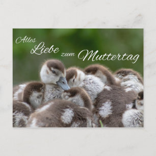 Alles Liebe zum Muttertag Postcard