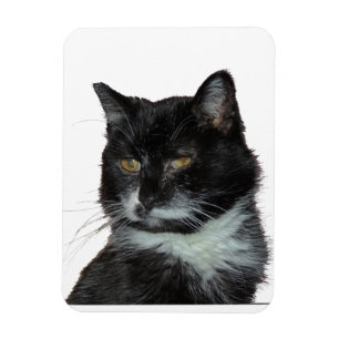 Alley Cat Love Magnet