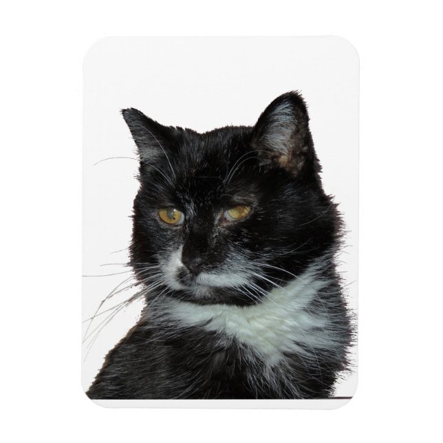 Alley Cat Love Magnet (Vertical)