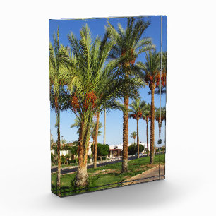Alley of date palms in the city of Sharm El Sheikh Photo Block