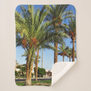 Alley of date palms in the city of Sharm El Sheikh Sherpa Blanket