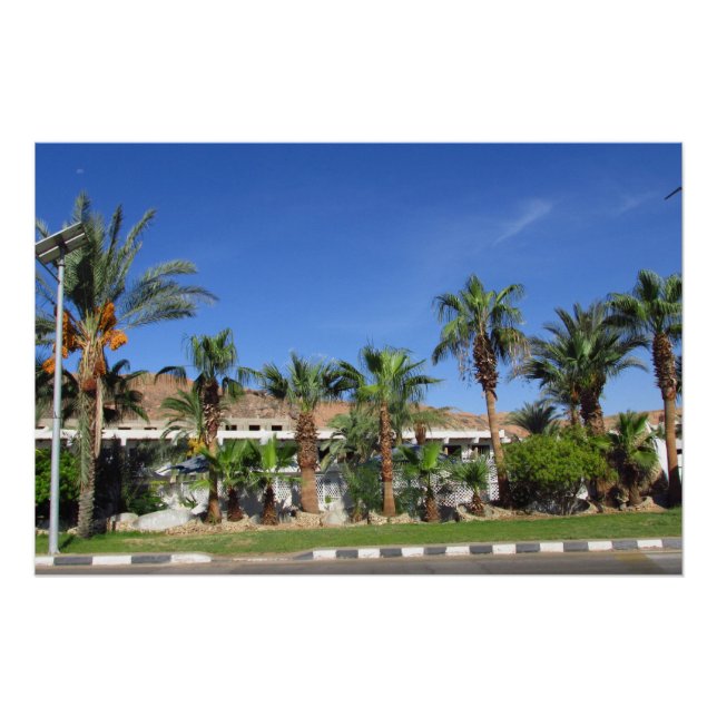 Alley of date palms poster (Front)