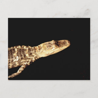 Alligator #2 postcard