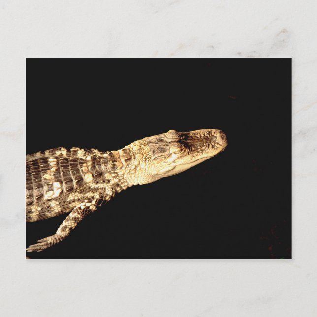 Alligator #2 postcard (Front)