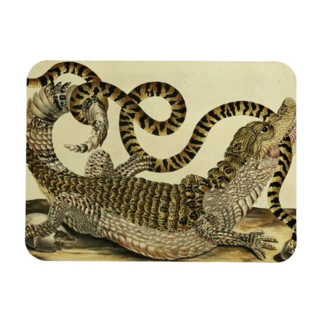 Alligator and Snake, 1730 (coloured engraving) Magnet (Horizontal)