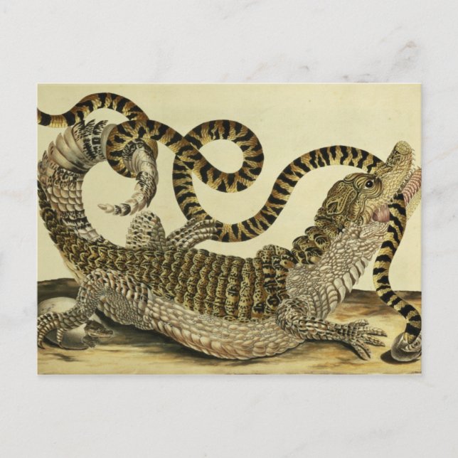 Alligator and Snake, 1730 (coloured engraving) Postcard (Front)