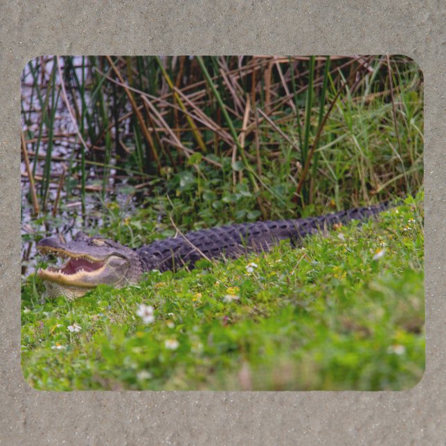 Alligator at Florida Wetlands Photograph Mouse Pad (A mouse pad featuring a photo of an alligator relaxing in the grass at a Florida wetland.)
