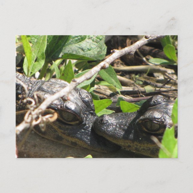 Alligator Babies postcard (Front)