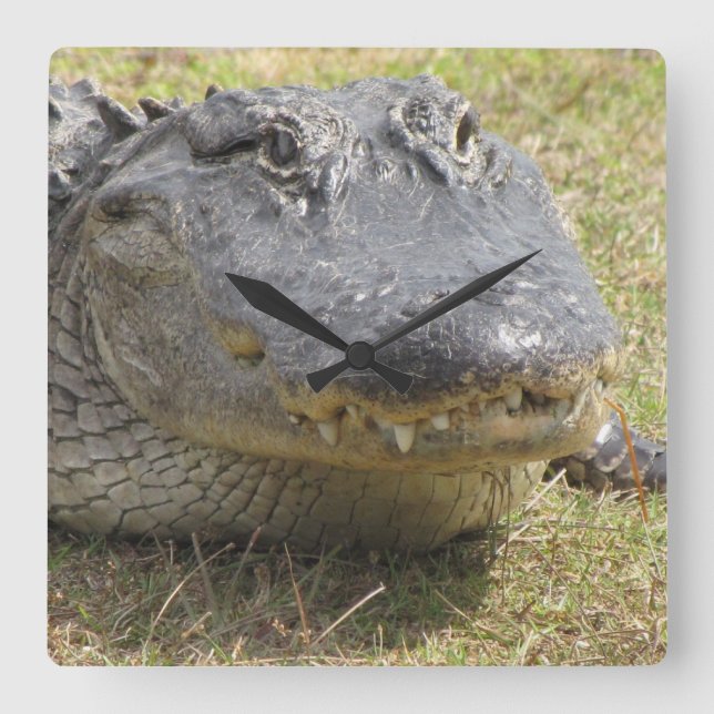 Alligator Clock (Front)