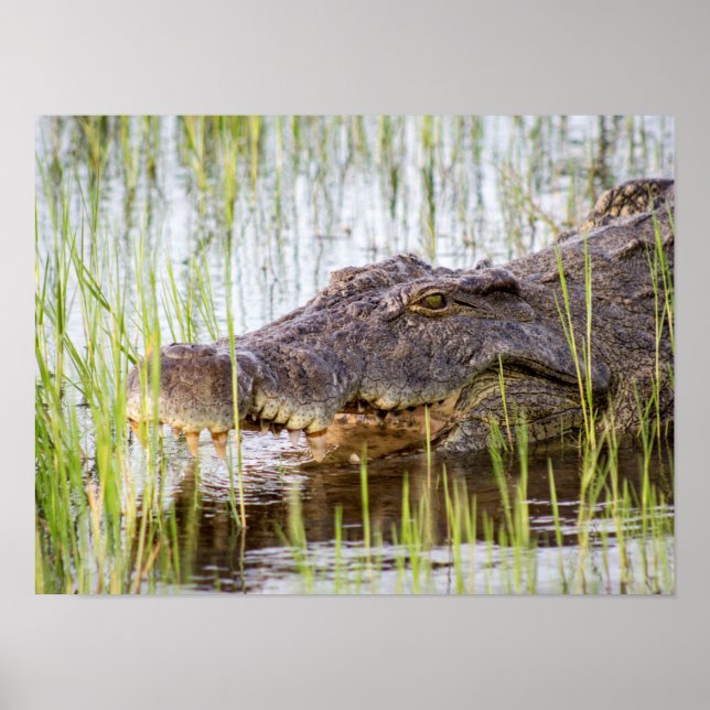 Alligator Crocodiles Wildlife Africa Poster (Front)