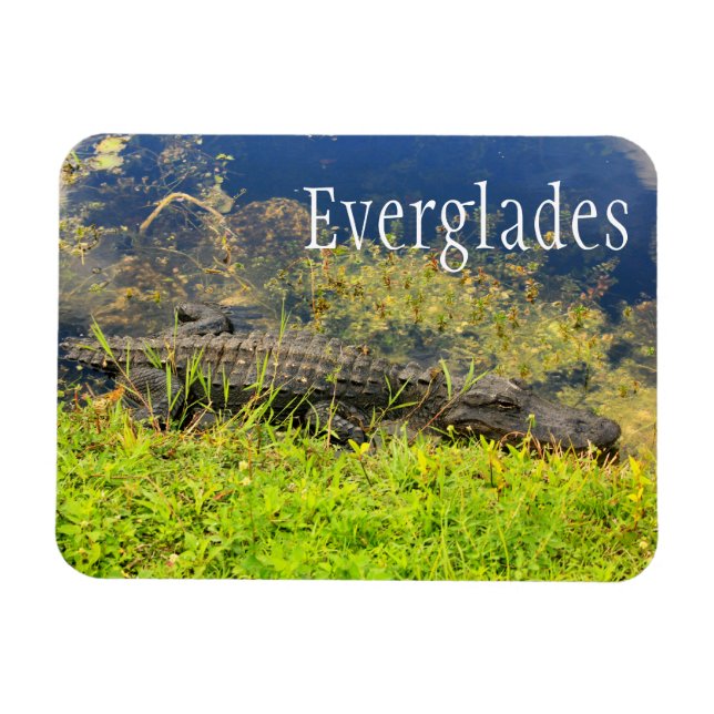 Alligator, Everglades National Park, Florida Magnet (Horizontal)