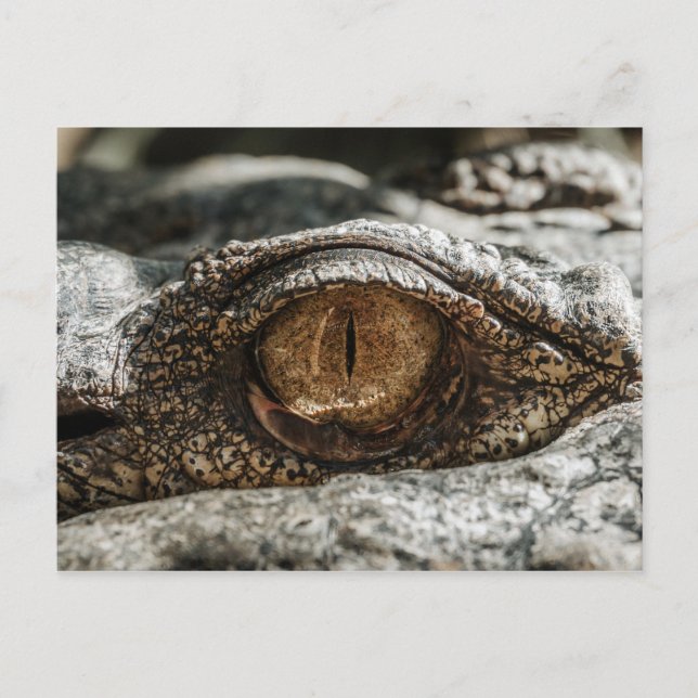 ALLIGATOR EYE CLOSE-UP POSTCARD (Front)