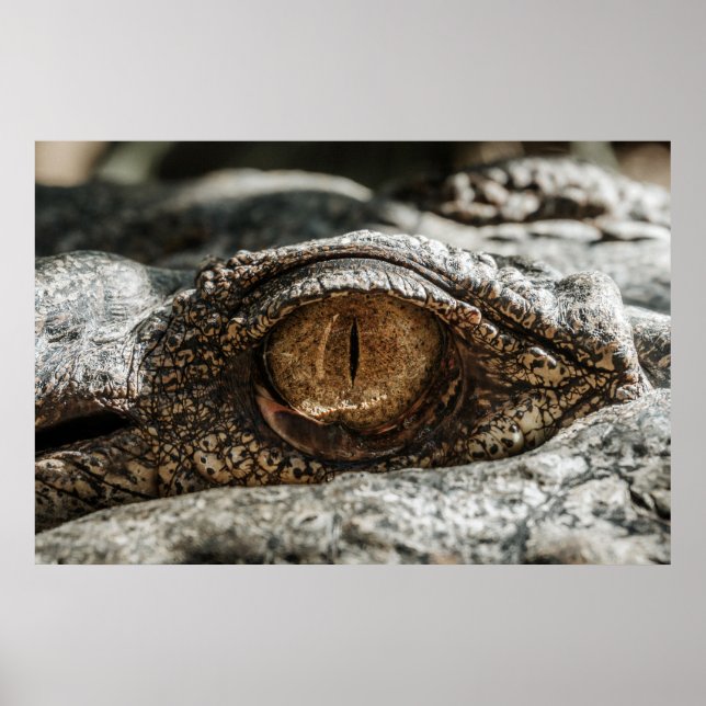 ALLIGATOR EYE POSTER (Front)