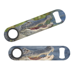 Alligator Florida Everglades Wildlife Fun Photo