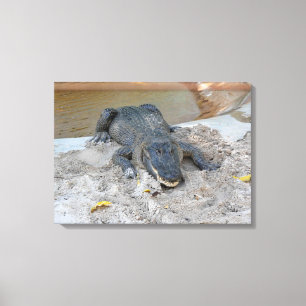 Alligator, Fort Lauderdale, Florida Canvas Print