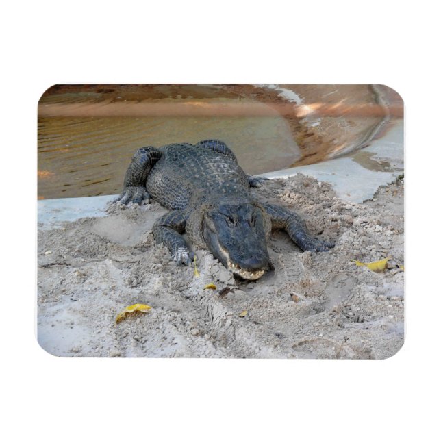 Alligator, Fort Lauderdale, Florida Magnet (Horizontal)