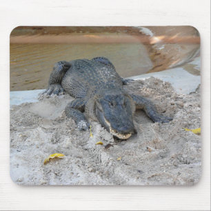 Alligator, Fort Lauderdale, Florida Mouse Pad