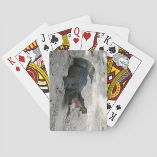Alligator, Fort Lauderdale, Florida Playing Cards