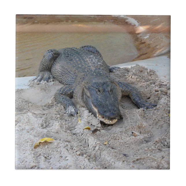 Alligator, Fort Lauderdale, Florida Tile (Front)